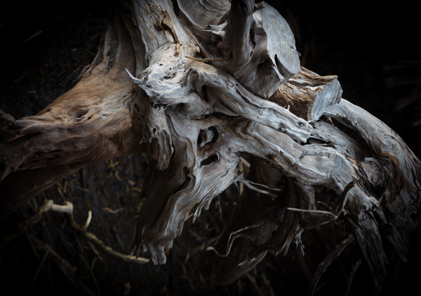 Driftwood after a storm