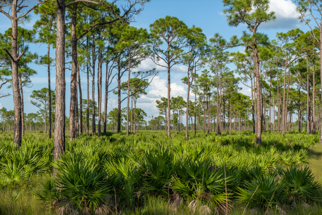 Babcock Wild Management Park in Punta Gorda, Fl
